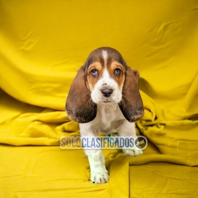 BASSET HOUND AVAILABLE/DISPONIBLE... 