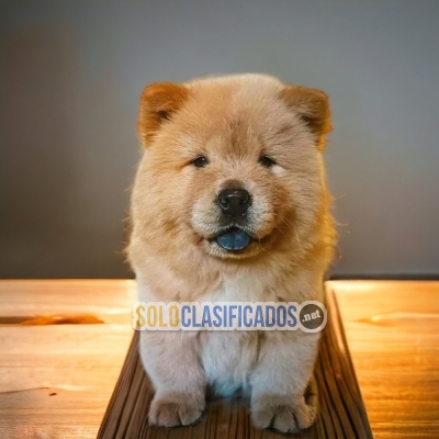 Chow chow disponible aqui / Chow chow available here... 