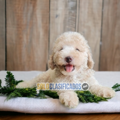 French Poodle Normal Preciosos Cachorros... 