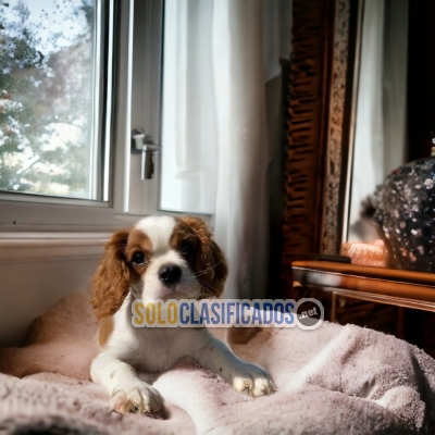 CAVALIER KING AVAILABLE... 