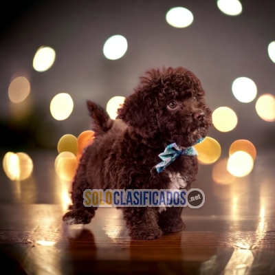 BEAUTIFUL PUPPIES AVAILABLE FRENCH POODLE CHOCOLATE... 