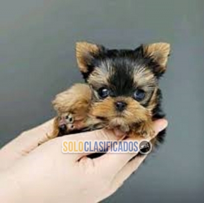 Excellent Yorkie Puppies Ready for a new home 10 weeks old... 
