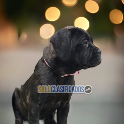 FURRY  FILA BRASILEÑO AVAILABLE... 