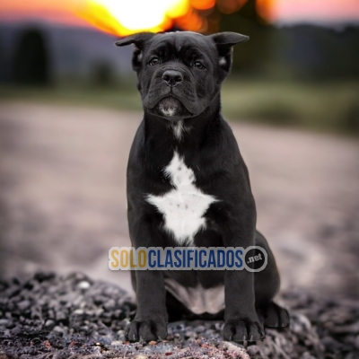 BEAUTIFUL CANE CORSO PUPPY FOR SALE... 