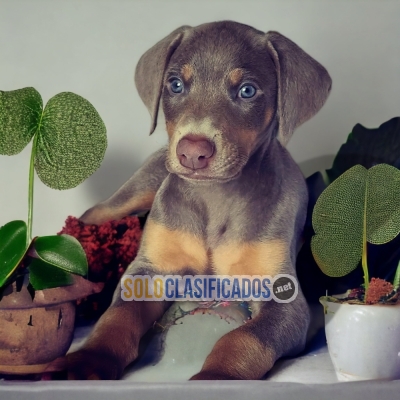 Doberman Grande Blue Strong Puppies... 