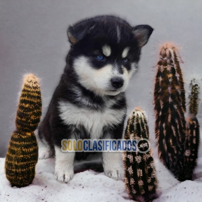 DISPONIBLES/AVAILABLE MASCOTAS/PETS HUSKY SIBERIANO... 