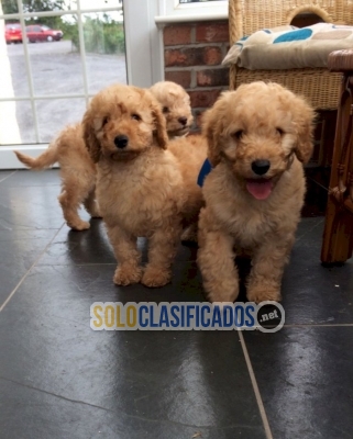 Cachorros caniche enano hembra y macho en venta  Whatsapp : +1 (5... 