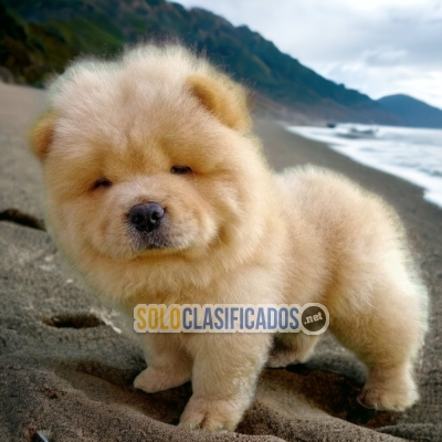 Chow Chow Great and Gorgeous Puppies... 