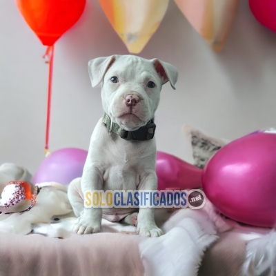 Pitbull Wonderful and Charming Puppies... 
