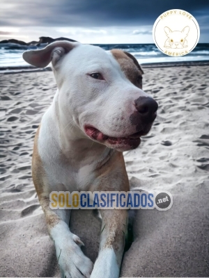 PITBULL  HERMOSO... 