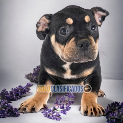 American Bully XL Wonderful Puppies... 