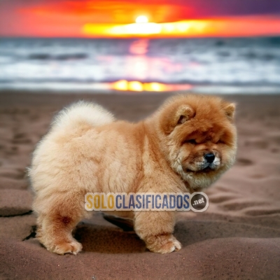 Beautiful Chow Chow Pretty Puppies... 
