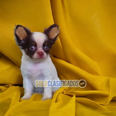 Prettys puppies Chihuahua Pelo Largo... 