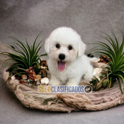 BICHON FRISE PUPPIES... 