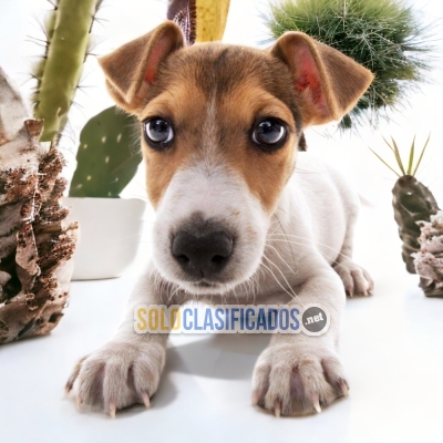 JACK RUSSELL TERRIER     IT WILL BE YOUR COMPANION AND BEST COMPA... 