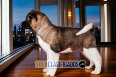 Akita Americano Great Puppies... 