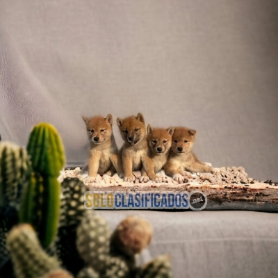 DULCES CACHORROS AKITA INU (JAPONES)... 