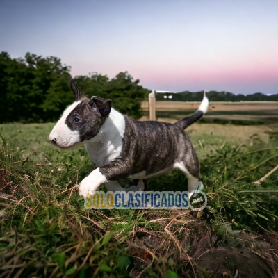Bull Terrier Great and Radiant Puppies... 