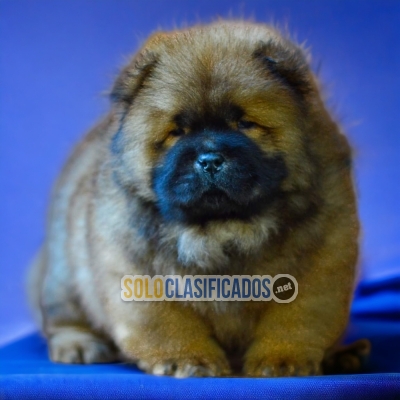 SWEETIE CHOW CHOW AVAILABLE... 