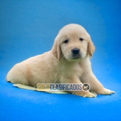 DISPONIBLES MASCOTAS GOLDEN RETRIVIER / GOLDEN RETRIVIER AVAILABL... 