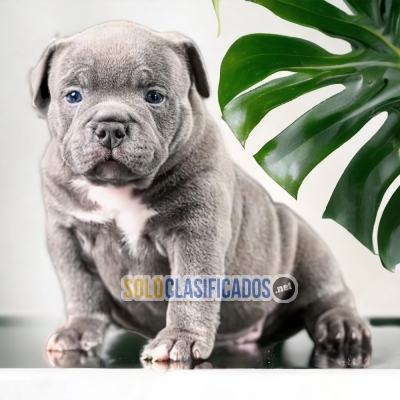 AMERICAN BULLY POKET PETS AVAILABLE NOW... 