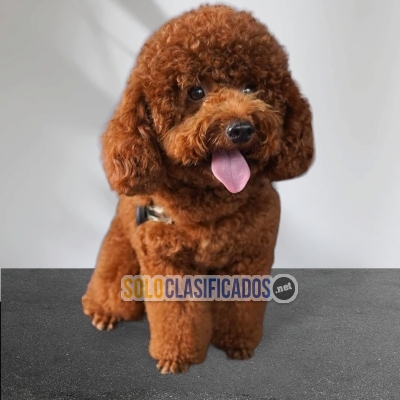 French poodle chocolate puppy... 