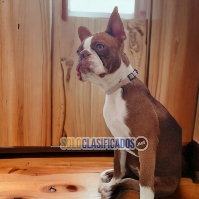 Encantadores cachorros de raza Boston Terrier para tu hogar... 
