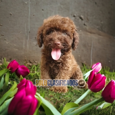 Preiosos cachorros de raza French Poodle Chocolate... 