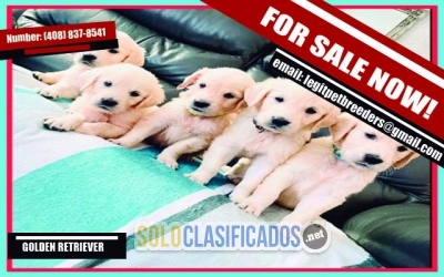 CHARMING GOLDEN RETRIEVER PUPPIES FOR SALE... 