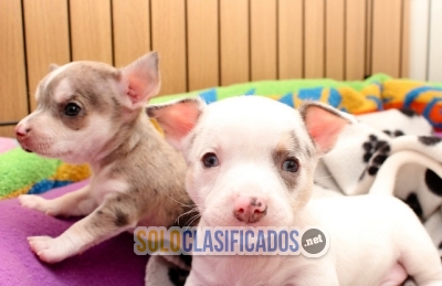 cachorros de chihuahueño​  increÍble en venta... 