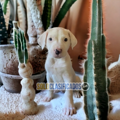 Fine Puppies  Dogo Argentino... 