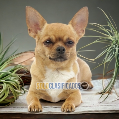 APPLE HEAD CHIHUAHUA AVAILABLE IN NORTH CAROLINA... 