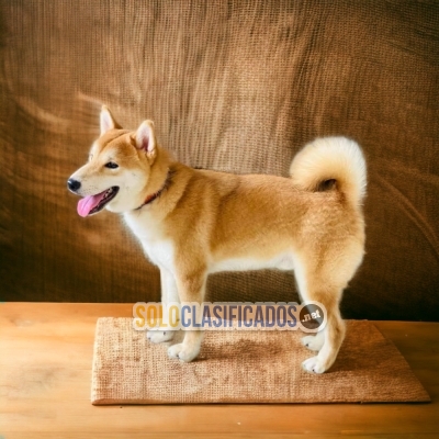 01AKITA INU JAPONESS... 