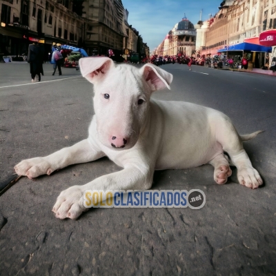 Cute BULL TERRIER para tu familia... 