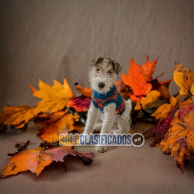 FOX TERRIER PELO LARGO TAKE NOW A LITTLE PAMPERED... 