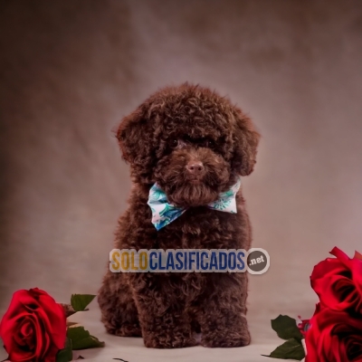 DISPONIBLES FRENCH POODLE CHOCOLATE/AVAILABLE FRENCH POODLE CHOCO... 