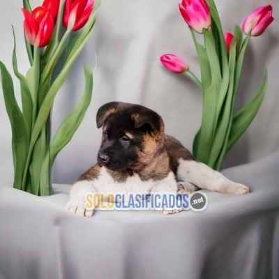 SALE OF BEAUTIFUL PUPPIES OF AKITA AMERICANO... 