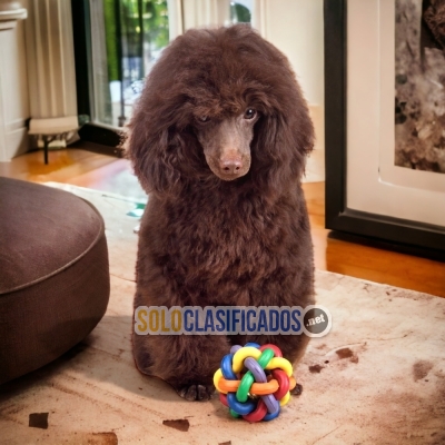 FRENCH POODLE CHOCOLATE  PETS AVAILABLE NOW... 