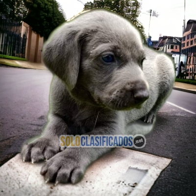 PRECIOSOS WEIMARANER ilinois... 