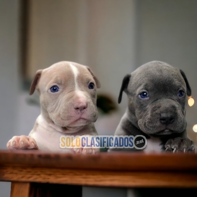 VENTAS DE HERMOSOS CACHORROS DE RAZA  PITBULL... 