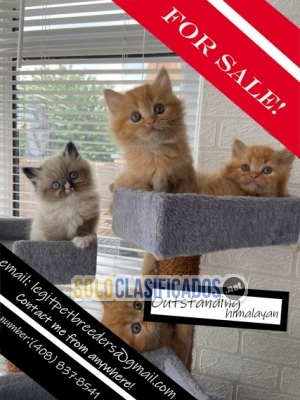 Outstanding himalayan kittens for sale...... 