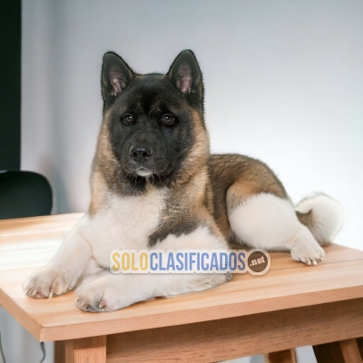 AKITA AMERICANO            IT WILL BE YOUR COMPANION AND BEST COM... 