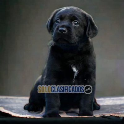 GORGEOUS PUPPIES LABRADOR RETRIEVIER... 