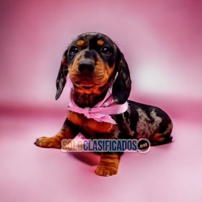 DACHSHUND HARLEQUÍN... 