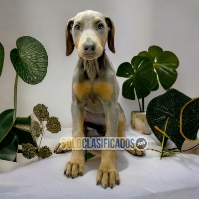 DOBERMAN GRANDE BLUE             IT WILL BE YOUR BEST COMPANY FRO... 