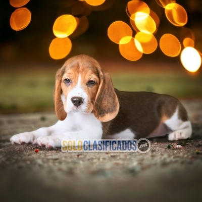 PRECIOSO BEAGLE HARRIER DISPONIBLE AQUI... 