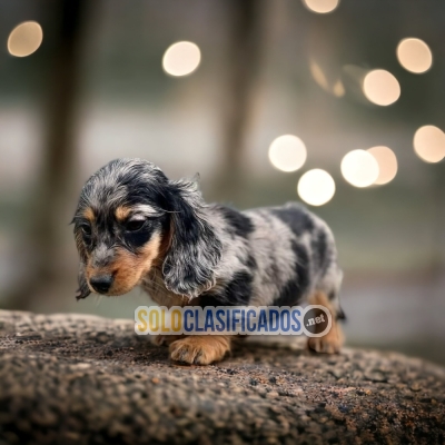 DISPONIBLES/AVAILABLE PERRITOS SALCHICHA/DACHSHUND PELO LARGO... 