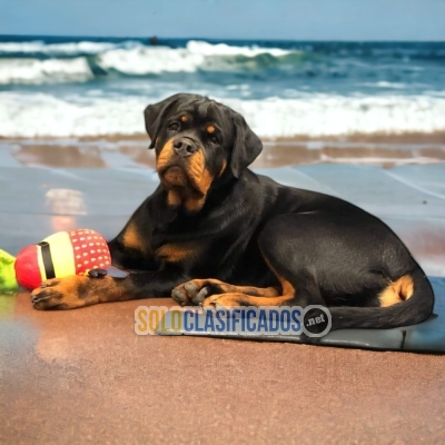 Rottweiler Grandiosos Cachorros Para Su Hogar... 