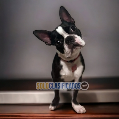 BOSTON TERRIER ilinois... 