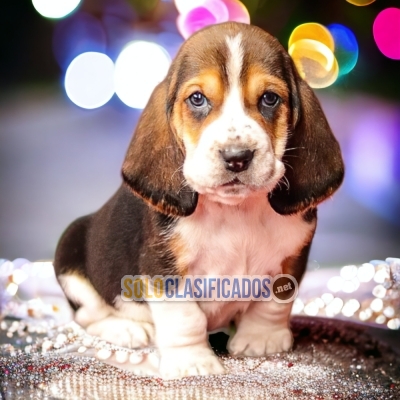 Basset houd available north carolina... 